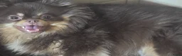 Pomeranian dogs for sale: Stunning rare coloured Pomeranian puppies  - Advert 29