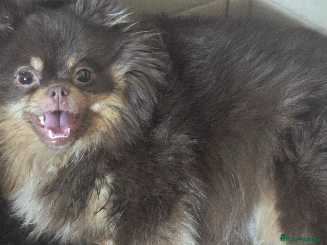 Pomeranian dogs for sale: Stunning rare coloured Pomeranian puppies  - Advert 29