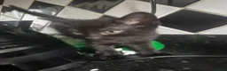 Mixed Breed cats for sale: 2 little Tabby, 1 little black kitten - Advert 10