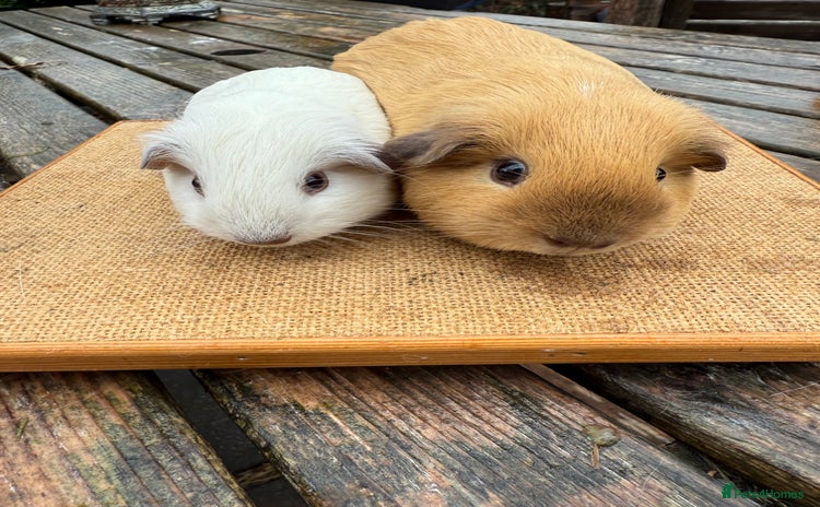Guinea Pig rodents - Advert 15