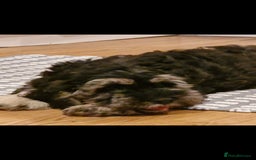 Cockapoo dogs for sale: Cockapoo pups  - Image 7