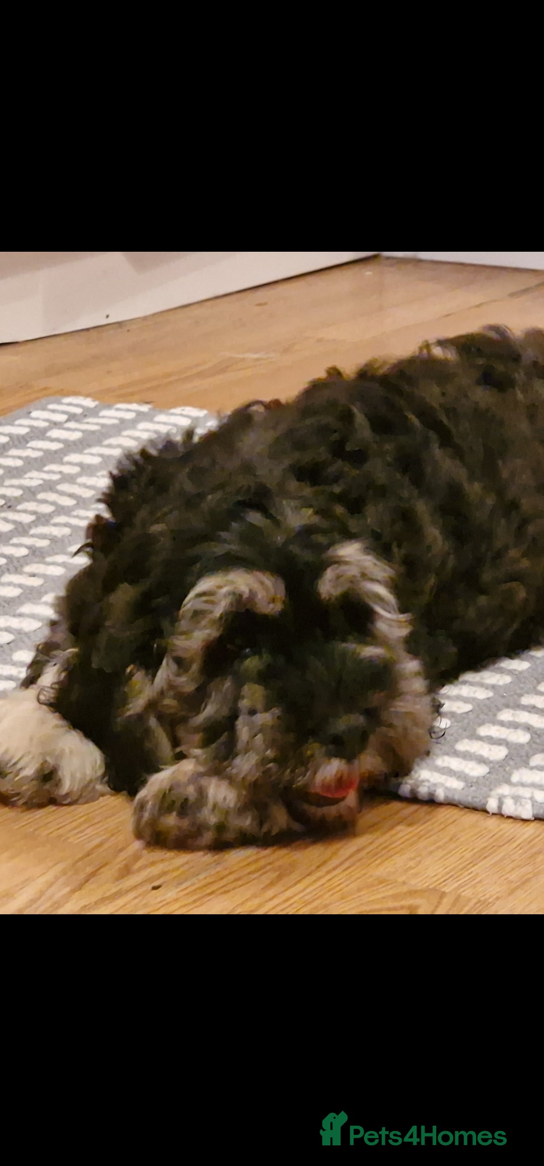 Cockapoo dogs for sale: Cockapoo pups  - Image 7