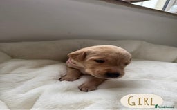 Labrador Retriever dogs for sale: Labrador Puppies For Sale  - Image 10