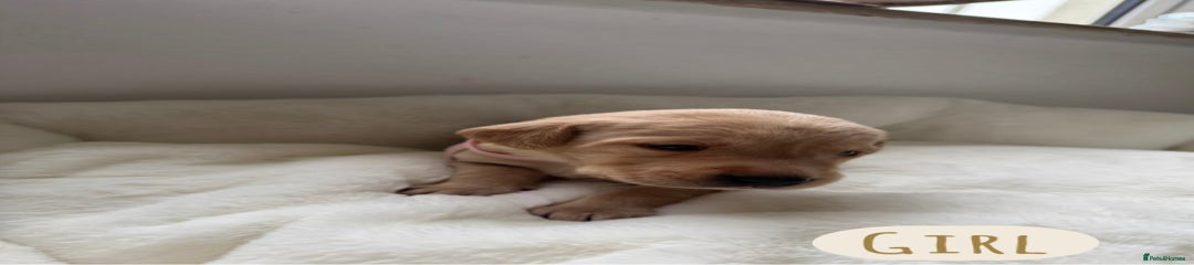 Labrador Retriever Puppy 6