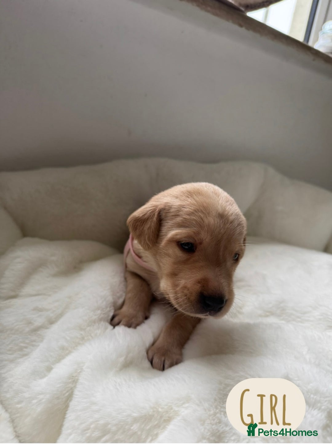 Labrador Retriever dogs for sale: Labrador Puppies For Sale  - Image 10