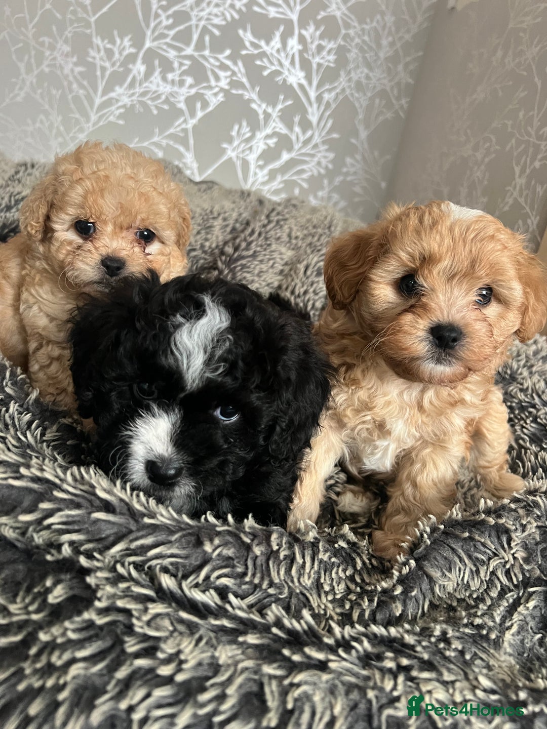 Mixed Breed dogs for sale: Ship/Cavapoo - Image 1