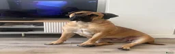 Boerboel dogs for sale: Our beautiful girl Narla in Birmingham - Advert 2
