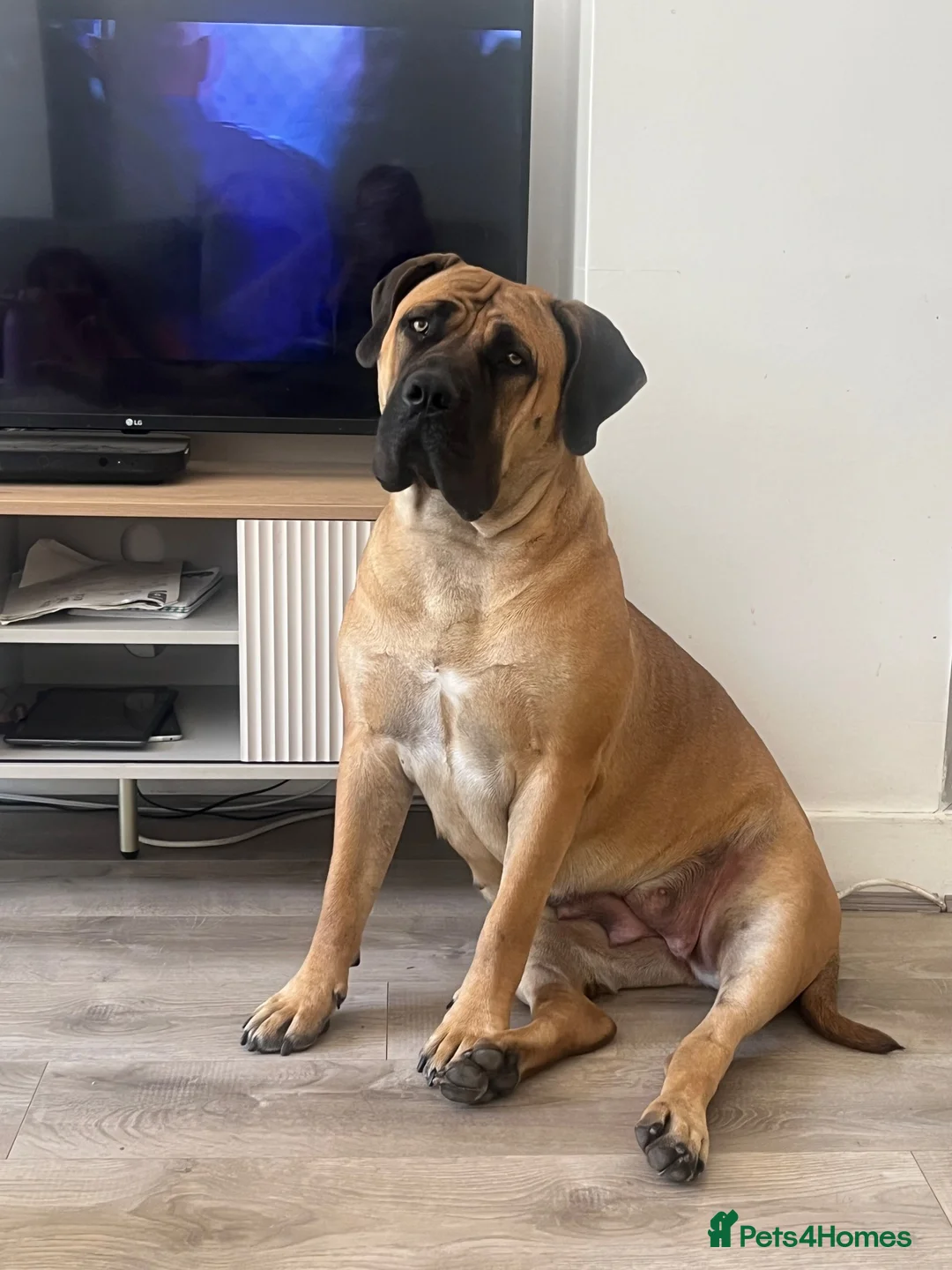 Boerboel dogs for sale: Our beautiful girl Narla in Birmingham - Advert 2