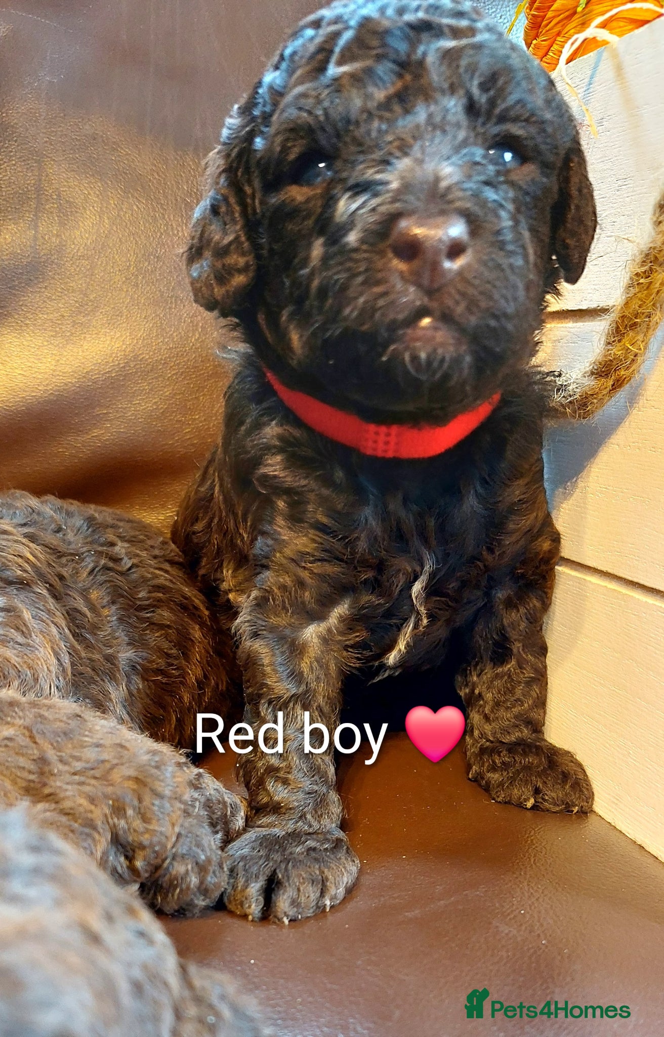 Toy Poodle dogs 🐾🐾🐾Chocolate toy poodles puppies🐾🐾🐾 - Advert 1