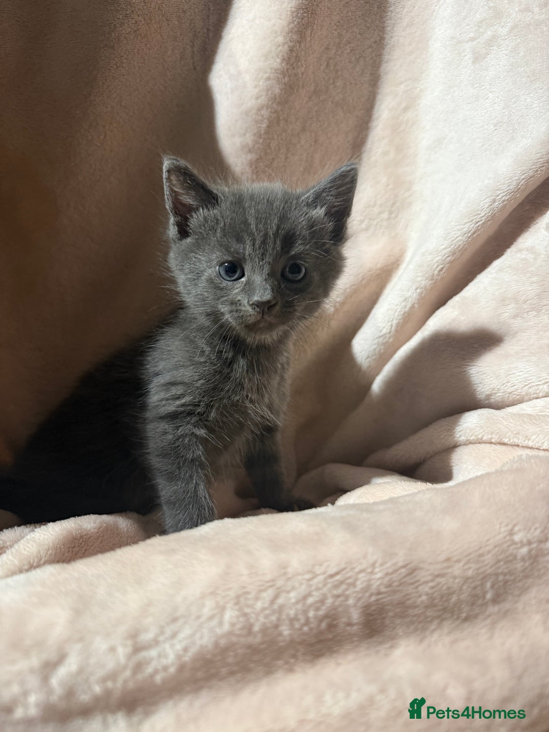 British Shorthair cats for sale: British shorthair kittens - Advert 8