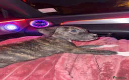 Presa Canario dogs for sale: 10 weeks pressa canario  - Image 2