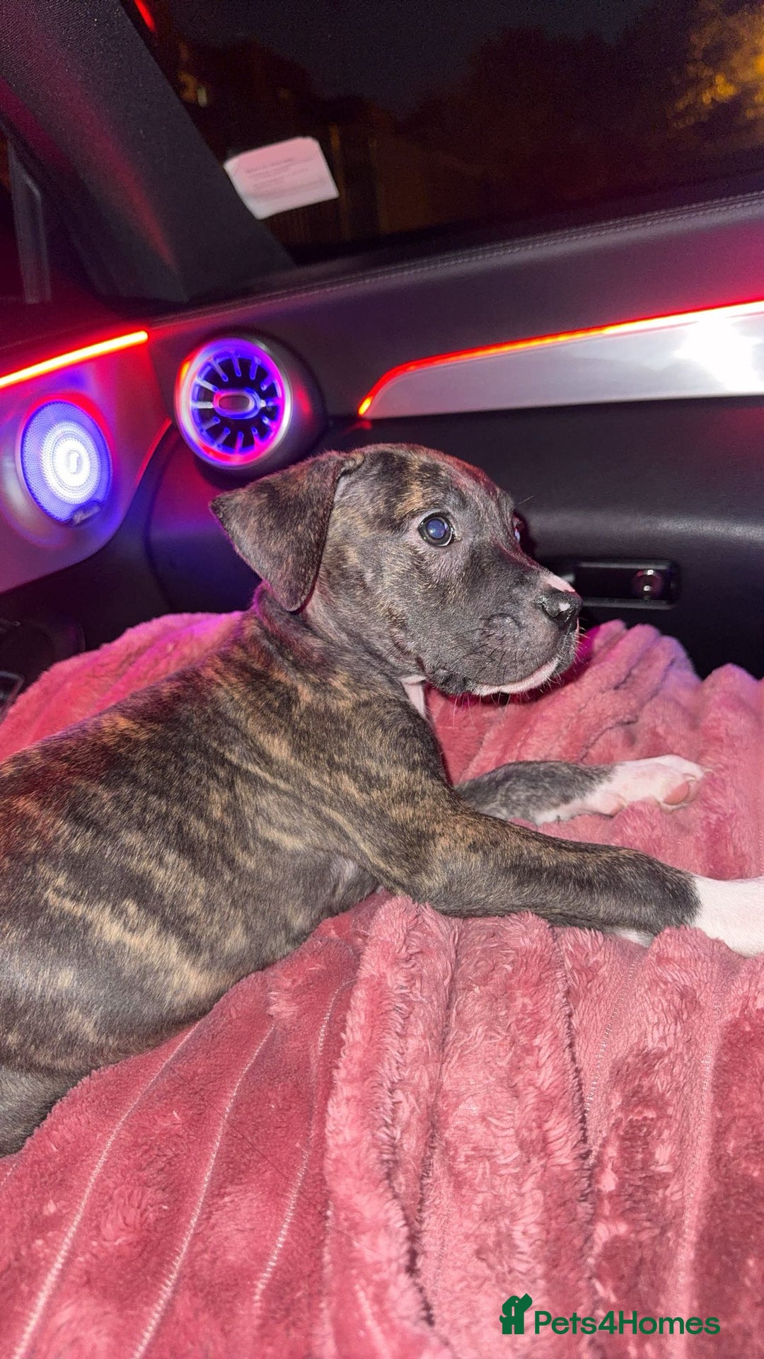 Presa Canario dogs for sale: 10 weeks pressa canario  - Image 2