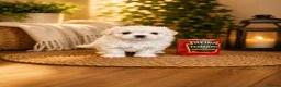 Maltipoo dogs for sale: 5⭐❗️READY NOW❗️⭐️TINY KOREAN MALTIPOO PUPPIES⭐️ - Advert 15