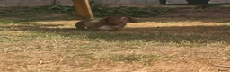 Miniature Dachshund dogs for sale: Ready Now  - Advert 13