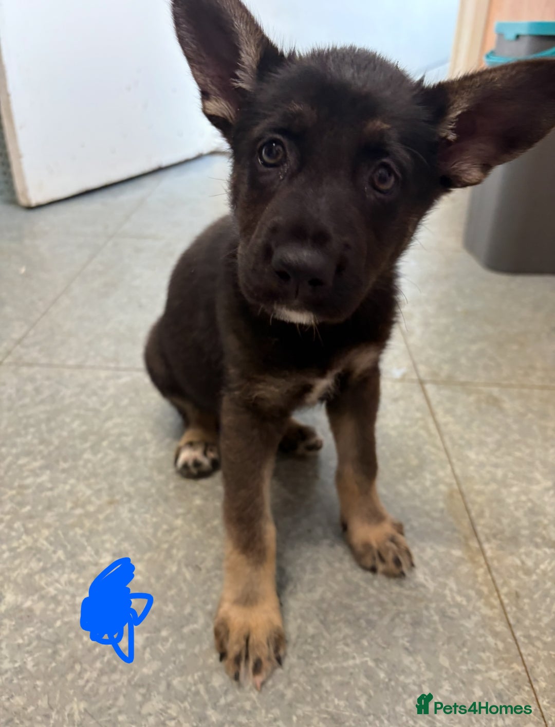 German Shepherd dogs for sale: German shepherd pups  in Scunthorpe - Image 15