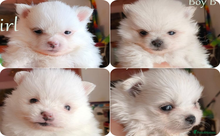 Pomeranian dogs - Advert 3
