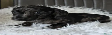 Miniature Dachshund 3