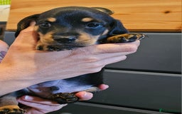 Miniature Dachshund dogs for sale: Daxie medium coat puppies dapples and black & tan  - Image 24