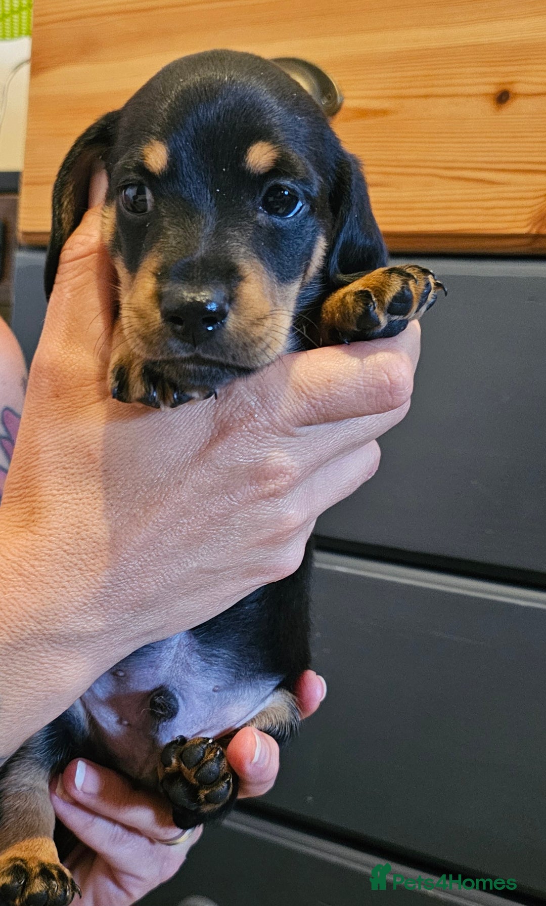 Miniature Dachshund dogs for sale: Daxie medium coat puppies dapples and black & tan  - Image 24