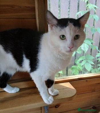 Mixed Breed cats BUDDY - Advert 5
