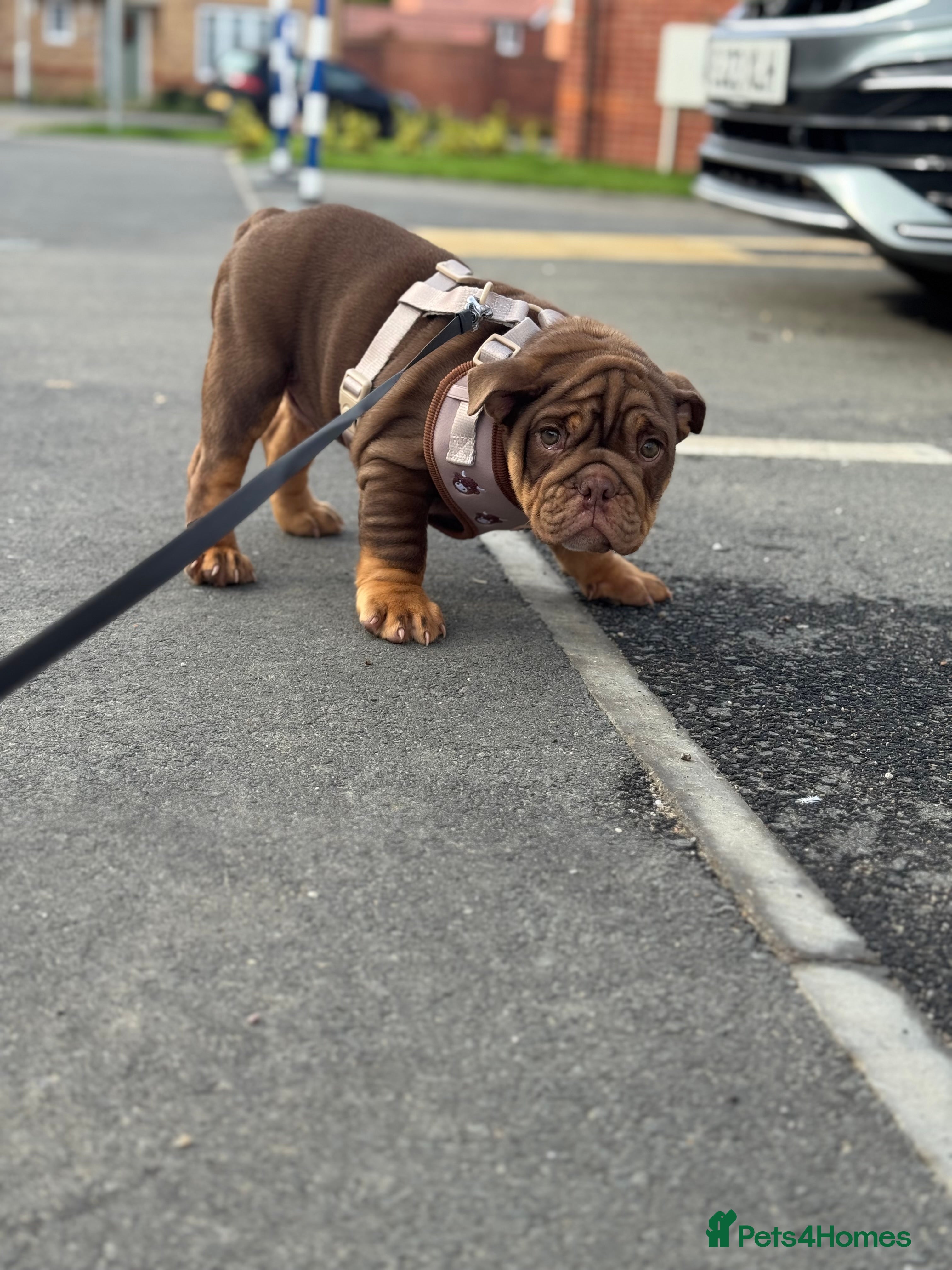 English Bulldog dogs Stunning chocolate boy - Advert 18