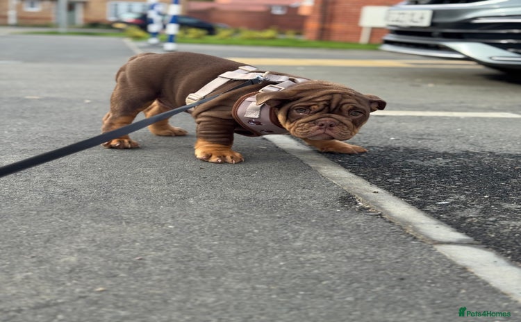 English Bulldog dogs - Advert 1