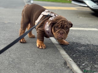 English Bulldog dogs for sale - Advert 1