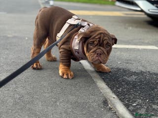 English Bulldog dogs Stunning chocolate boy - Advert 14