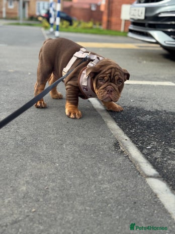 English Bulldog dogs - Advert 1