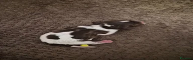 English Springer Spaniel 6