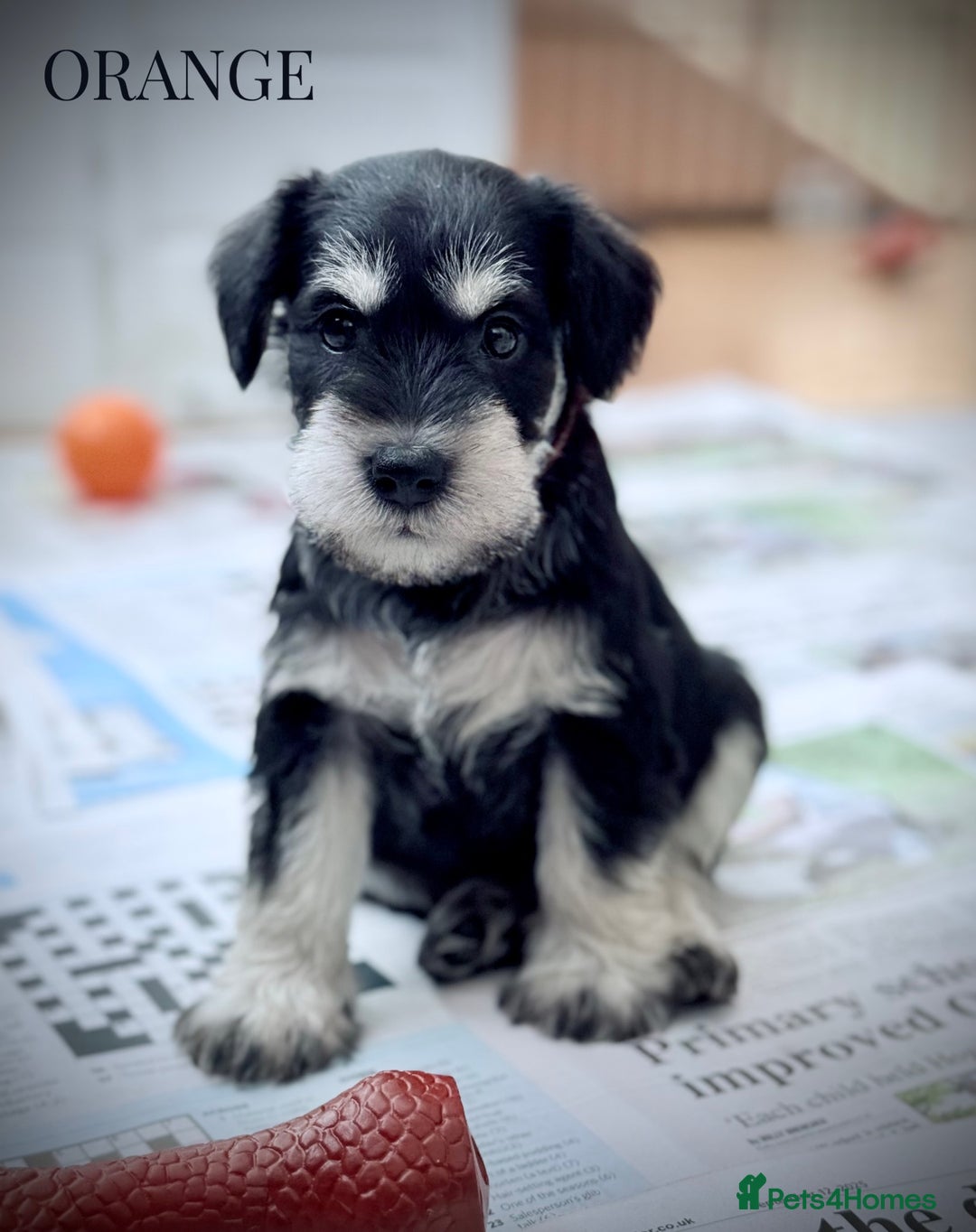 Miniature Schnauzer dogs for sale: ⭐️⭐️ KC REGISTERED PUPS ⭐️⭐️ - Image 8