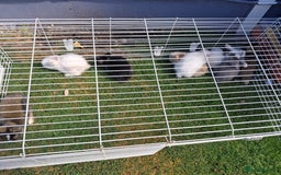 Lionhead rabbits for sale: lionhead bunnies  - Image 3