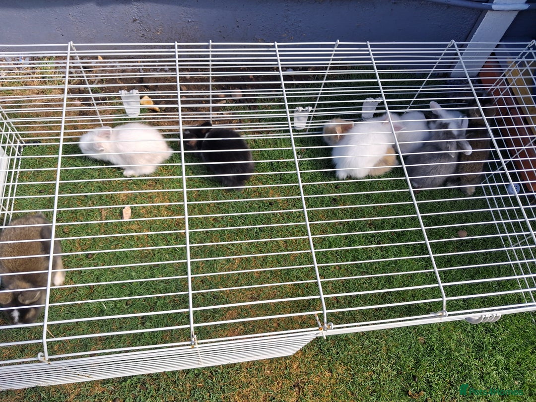 Lionhead rabbits for sale: lionhead bunnies  - Image 3