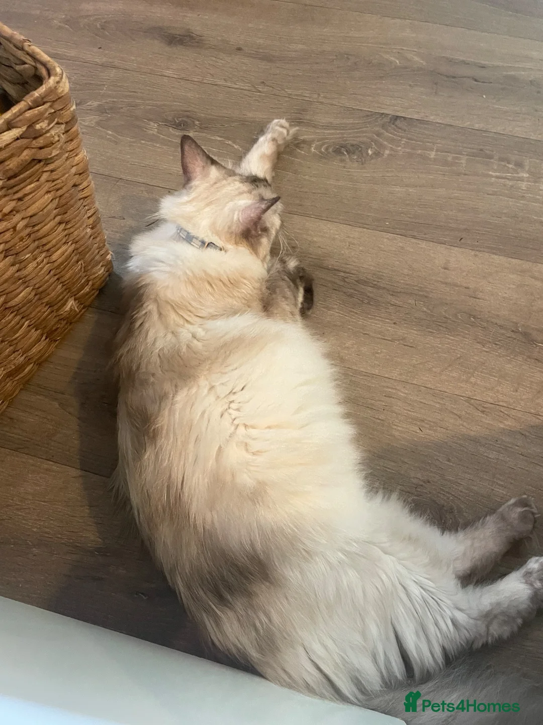 Ragdoll cats for sale: NOT BORN YET- RAGDOLL TURQUOISE FUR in Bideford - Advert 2