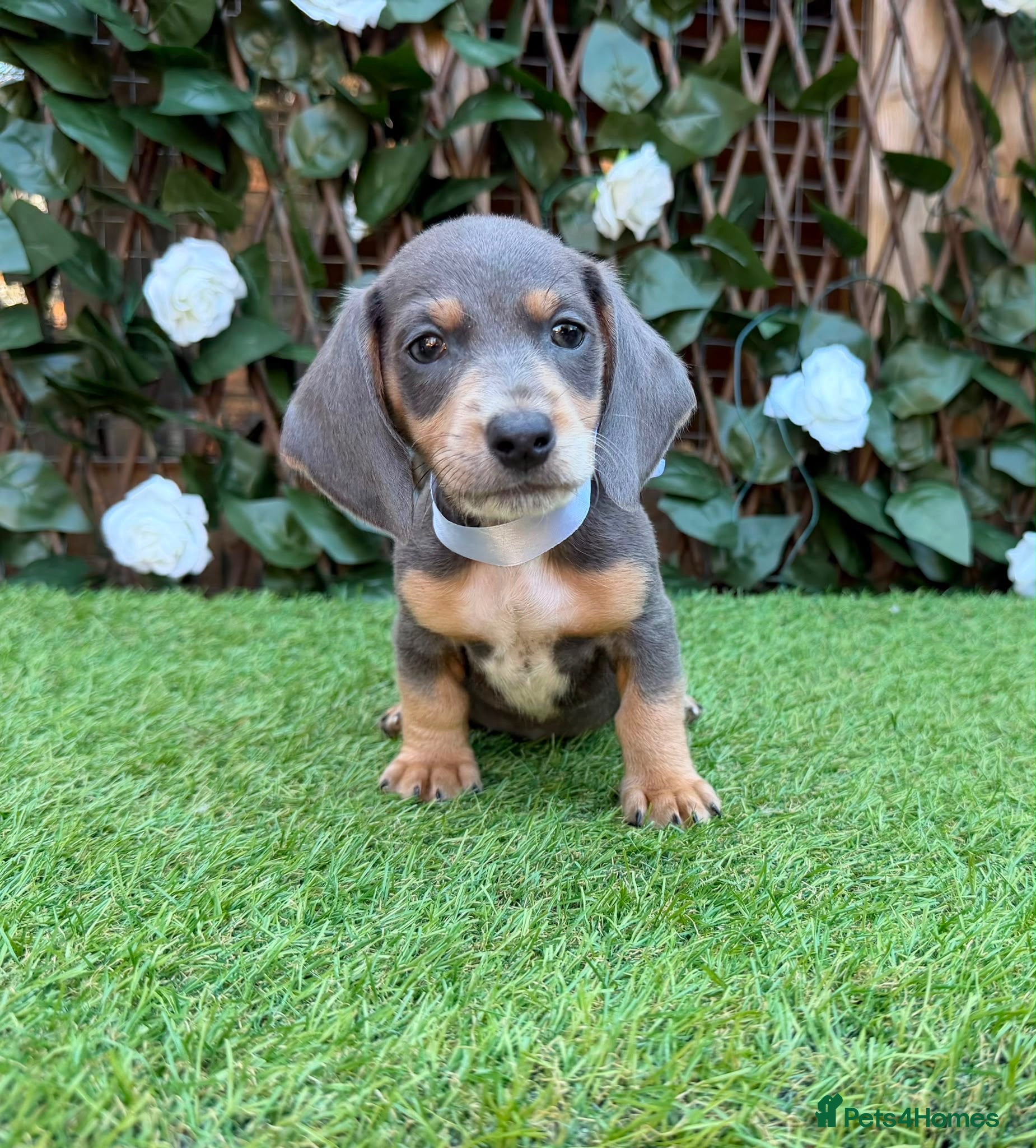 Miniature Dachshund dogs BEAUTIFUL TINY MINIATURE DASCHUNDS DAPPLE  - Advert 2