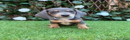 Miniature Dachshund dogs for sale: BEAUTIFUL TINY MINIATURE DASCHUNDS DAPPLE  - Advert 17
