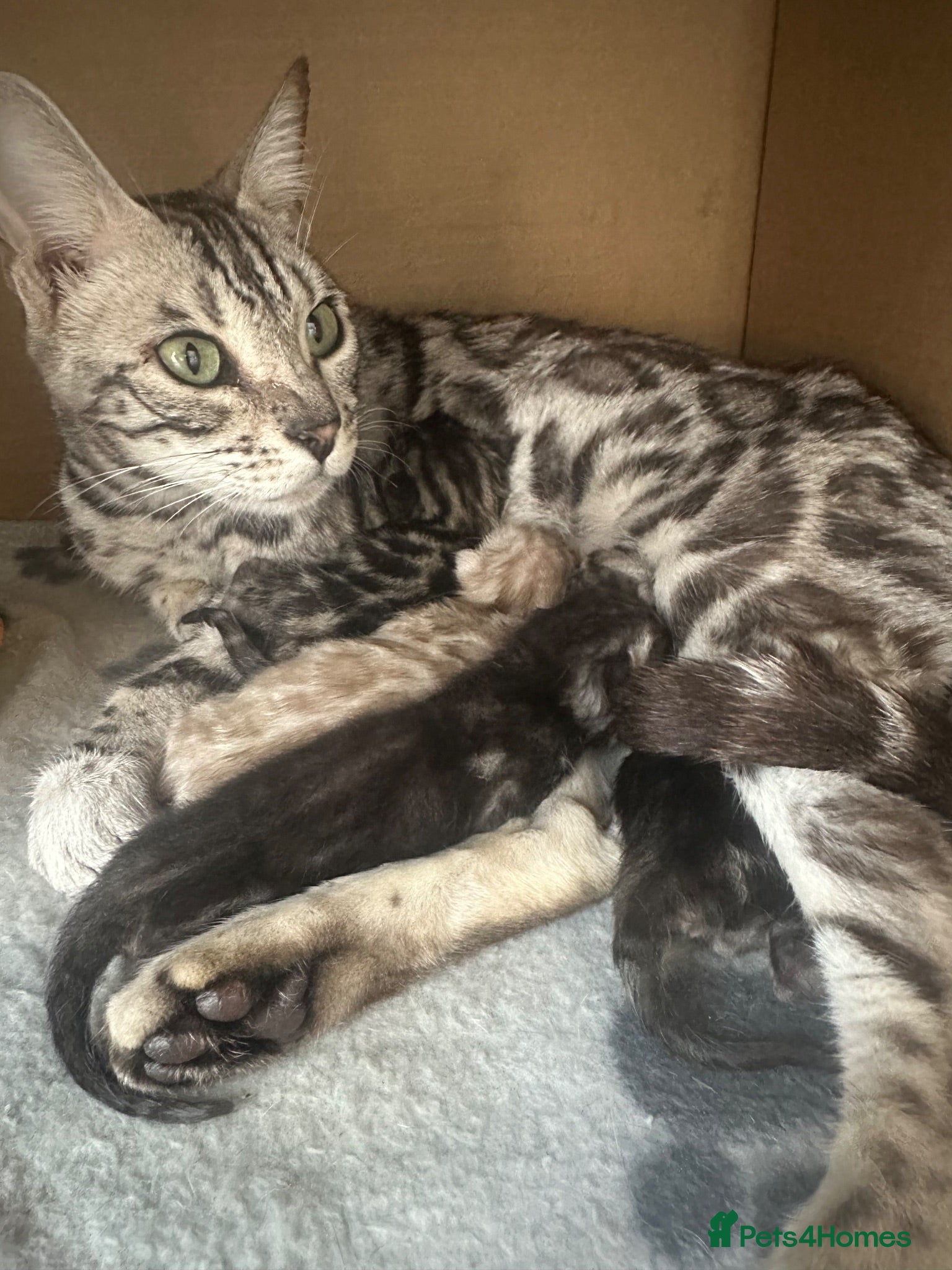 Bengal cats Retired breeding females - Advert 2