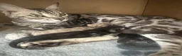 Bengal cats for sale: Retired breeding females - Advert 5