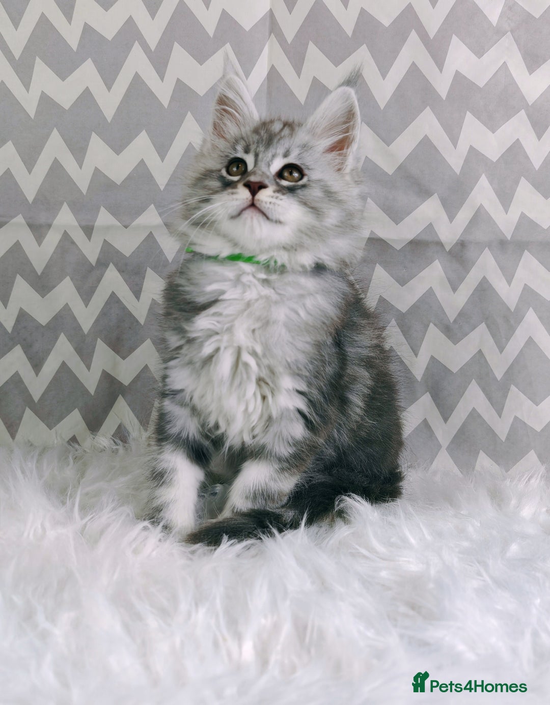 Maine Coon cats for sale: ACTIVE REGISTER BOY SHADED LINE - Advert 2
