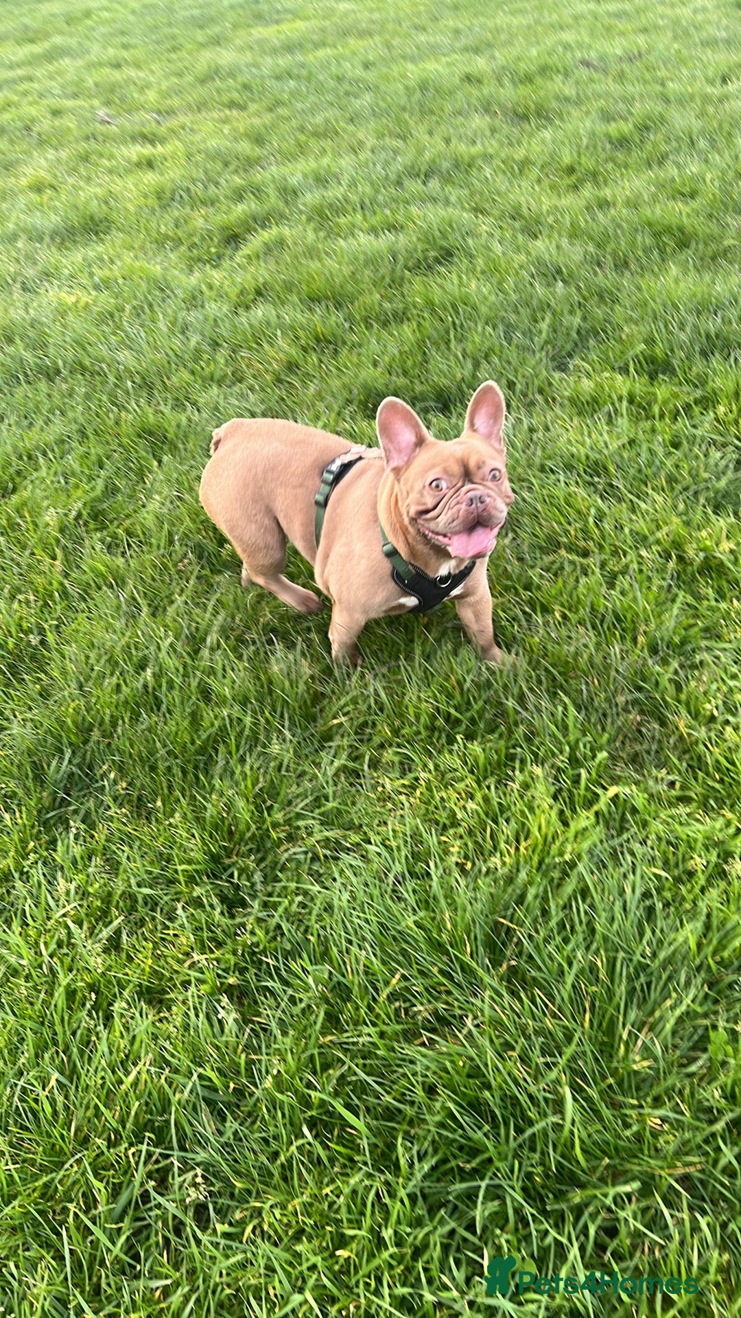 French Bulldog dogs for sale: Aiwa and Loya - Image 15