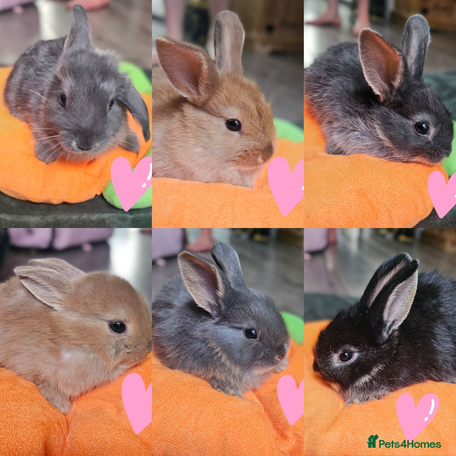 Mixed Breed rabbits Baby rabbits  - Advert 10