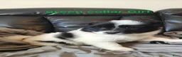 Mixed Breed dogs for sale: 5 gorgeous rare Samollie puppies  - Advert 7