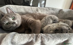 Russian Blue cats for sale: Russian Blue Kitten - Image 40