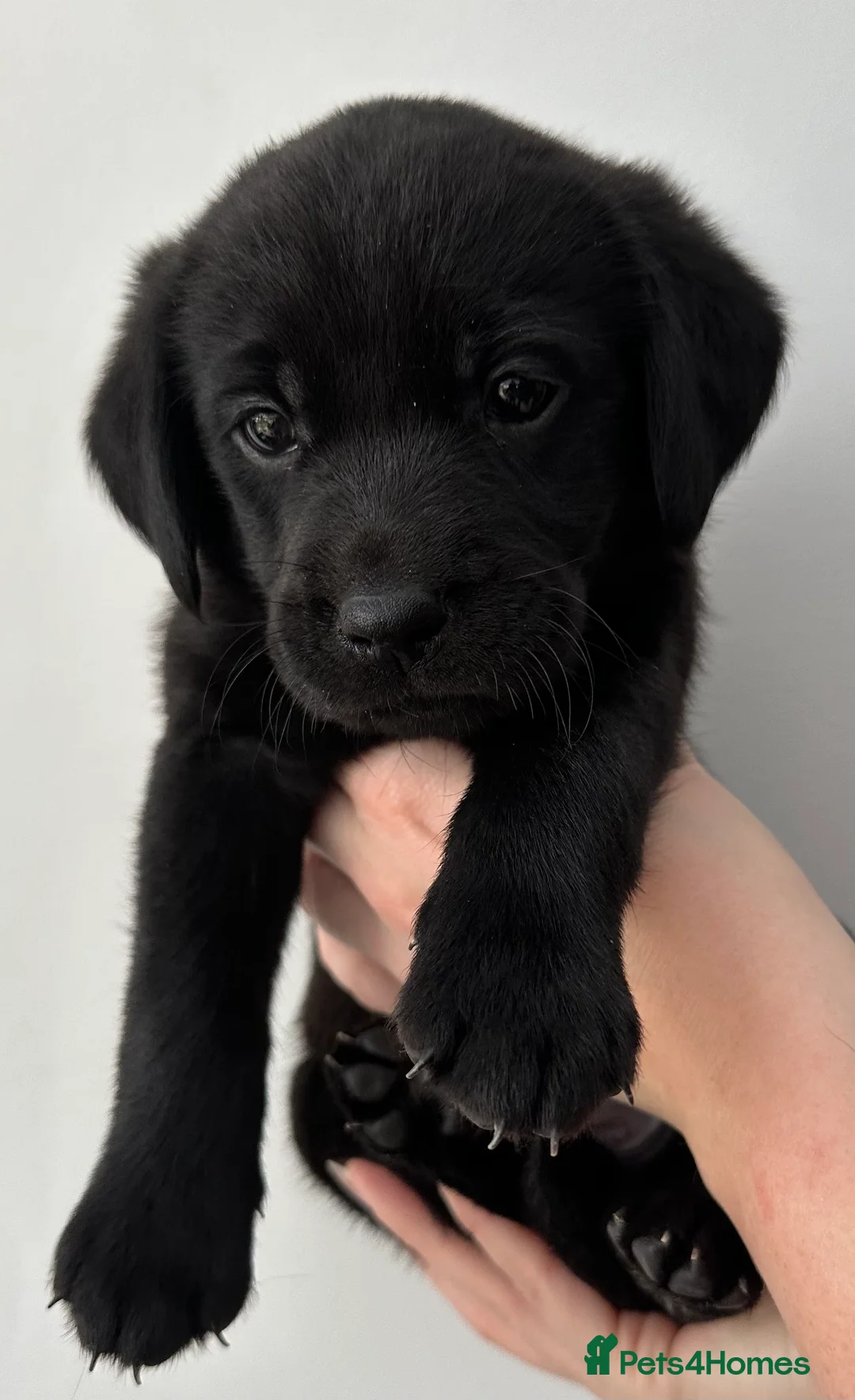 Labrador Retriever dogs for sale: Last 2 stunning kc reg black labradors - Advert 34