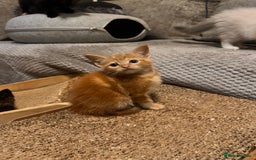 Ragdoll cats for sale: Calicox ragdolls - Image 14