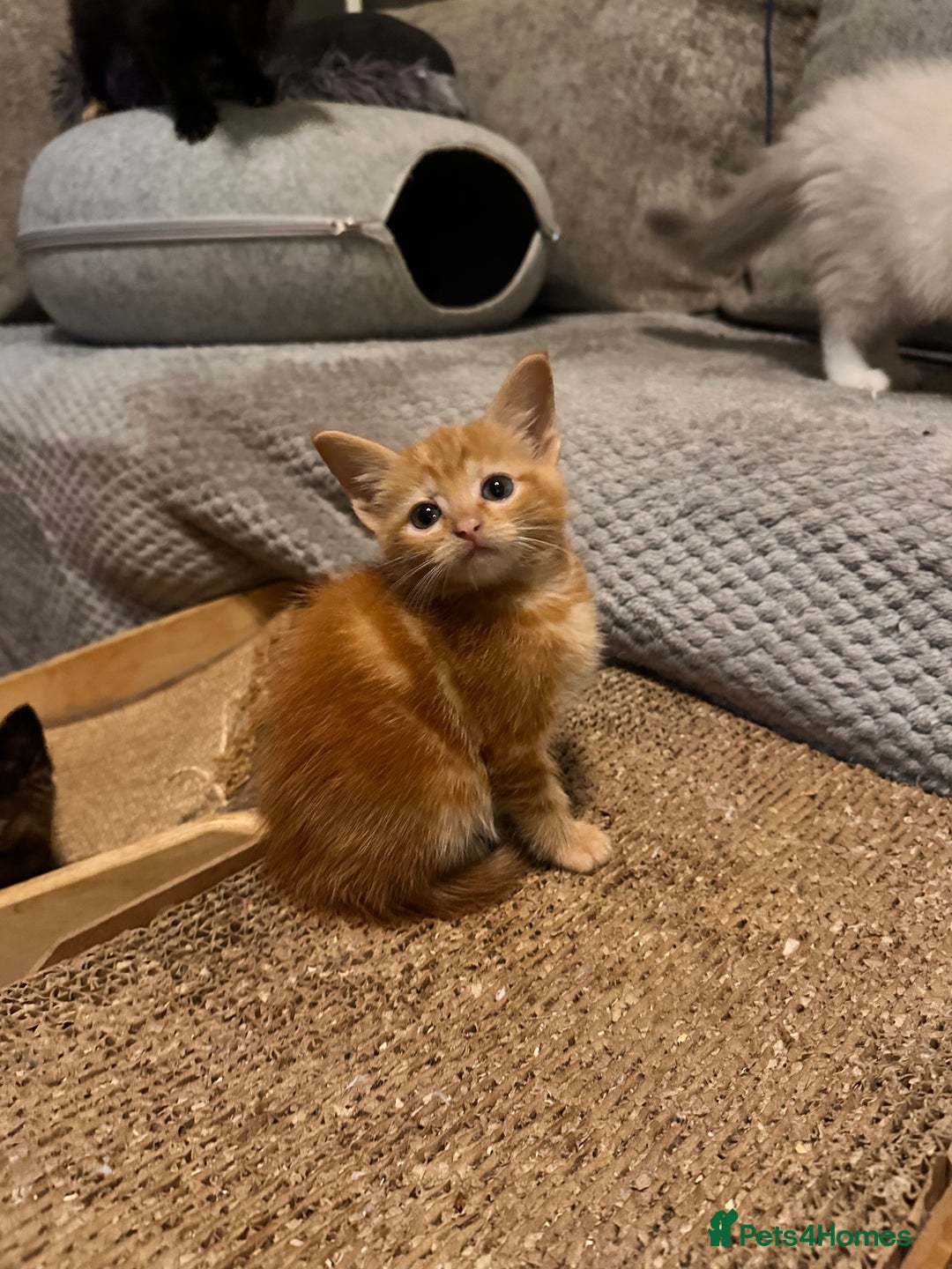 Ragdoll cats for sale: Calicox ragdolls - Image 14