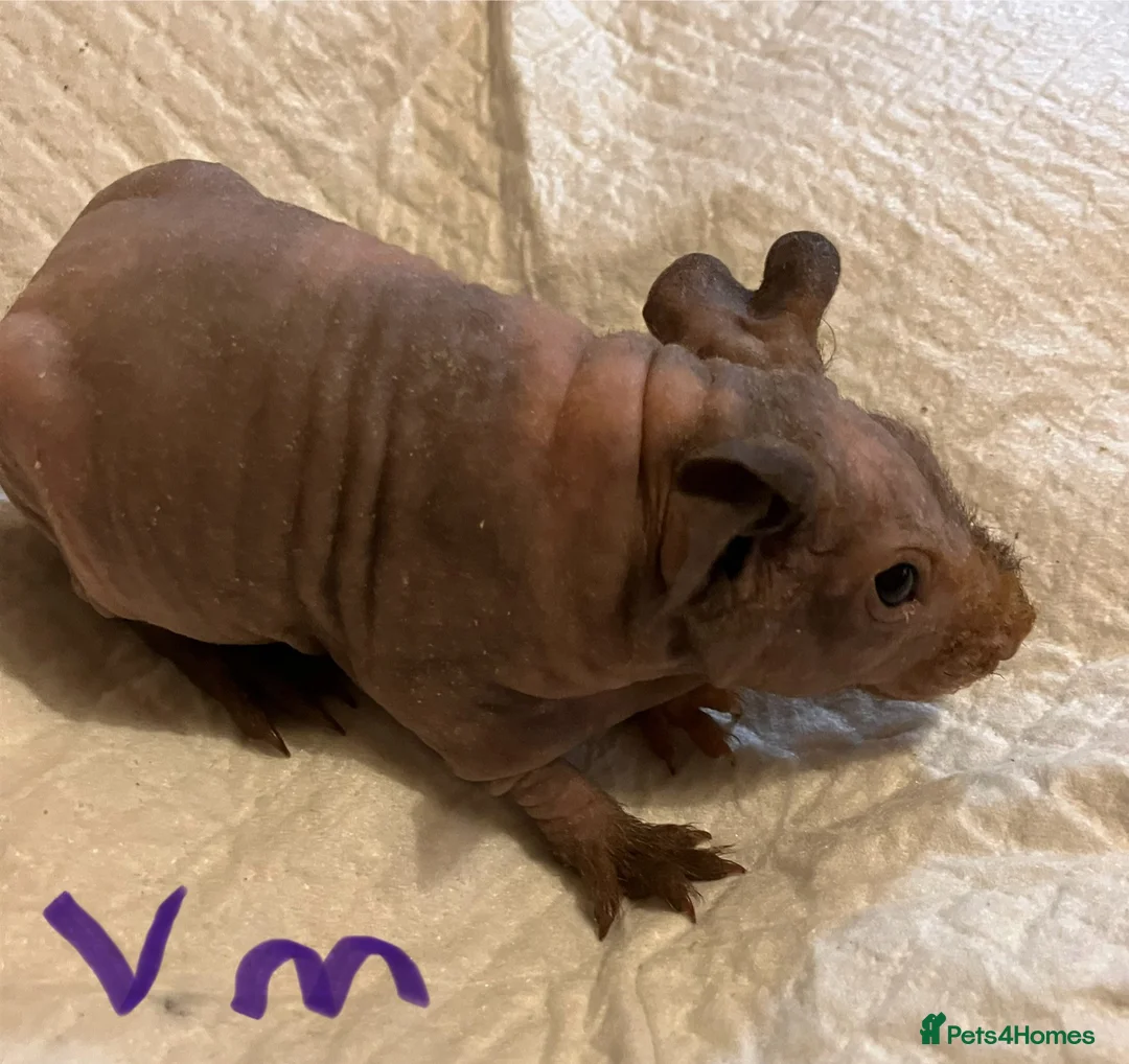 Guinea Pig rodents for sale: Well handled skinny pigs.  - Advert 15