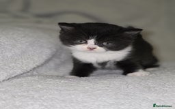 British Shorthair cats for sale: Beautiful British shorthair kittens - Image 2