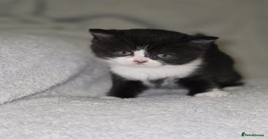 British Shorthair cats - Advert 15