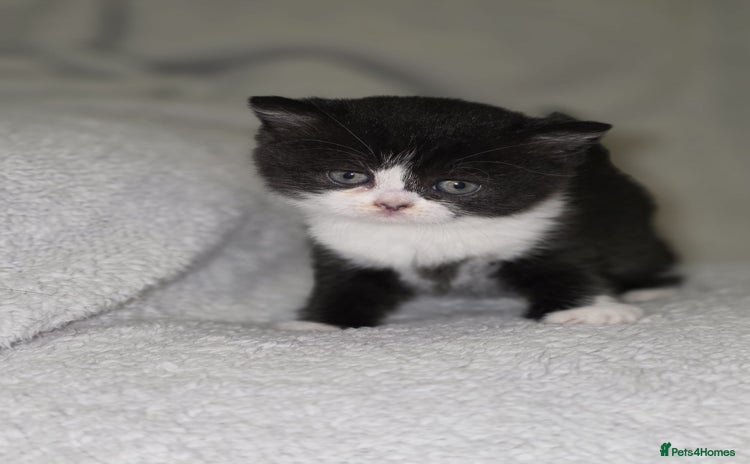 British Shorthair cats - Advert 16